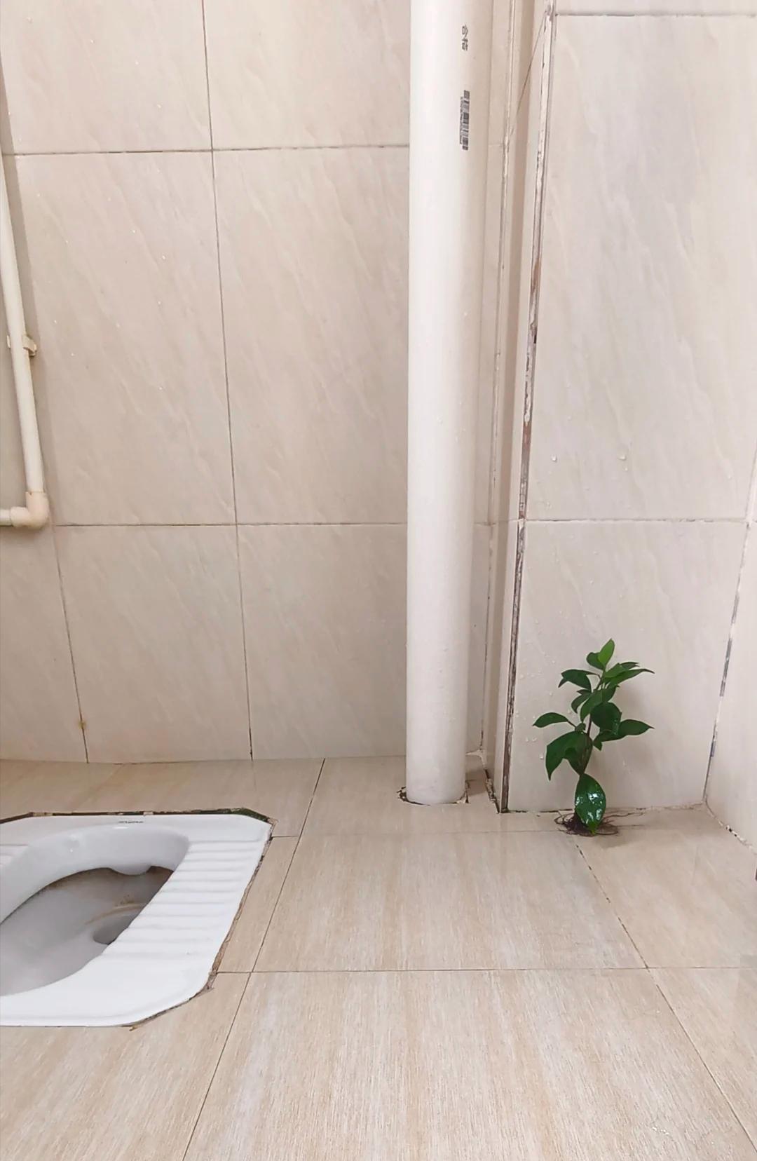 男子租房一年“厕所冒出一棵树”，好开心，网友：快拔掉，能拆房