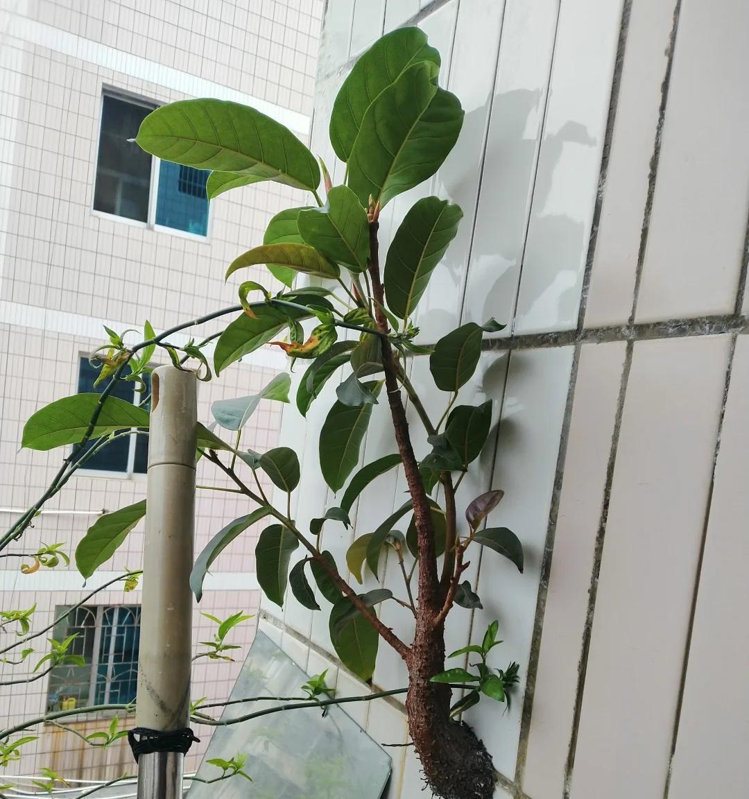 男子租房一年“厕所冒出一棵树”，好开心，网友：快拔掉，能拆房