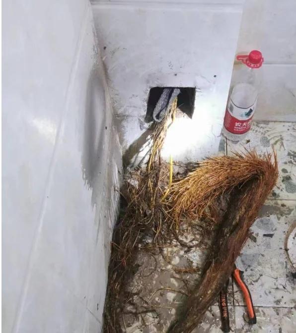 男子租房一年“厕所冒出一棵树”，好开心，网友：快拔掉，能拆房