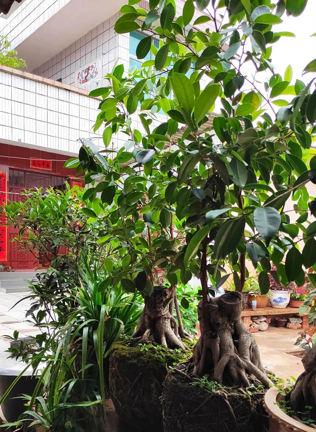 男子租房一年“厕所冒出一棵树”，好开心，网友：快拔掉，能拆房