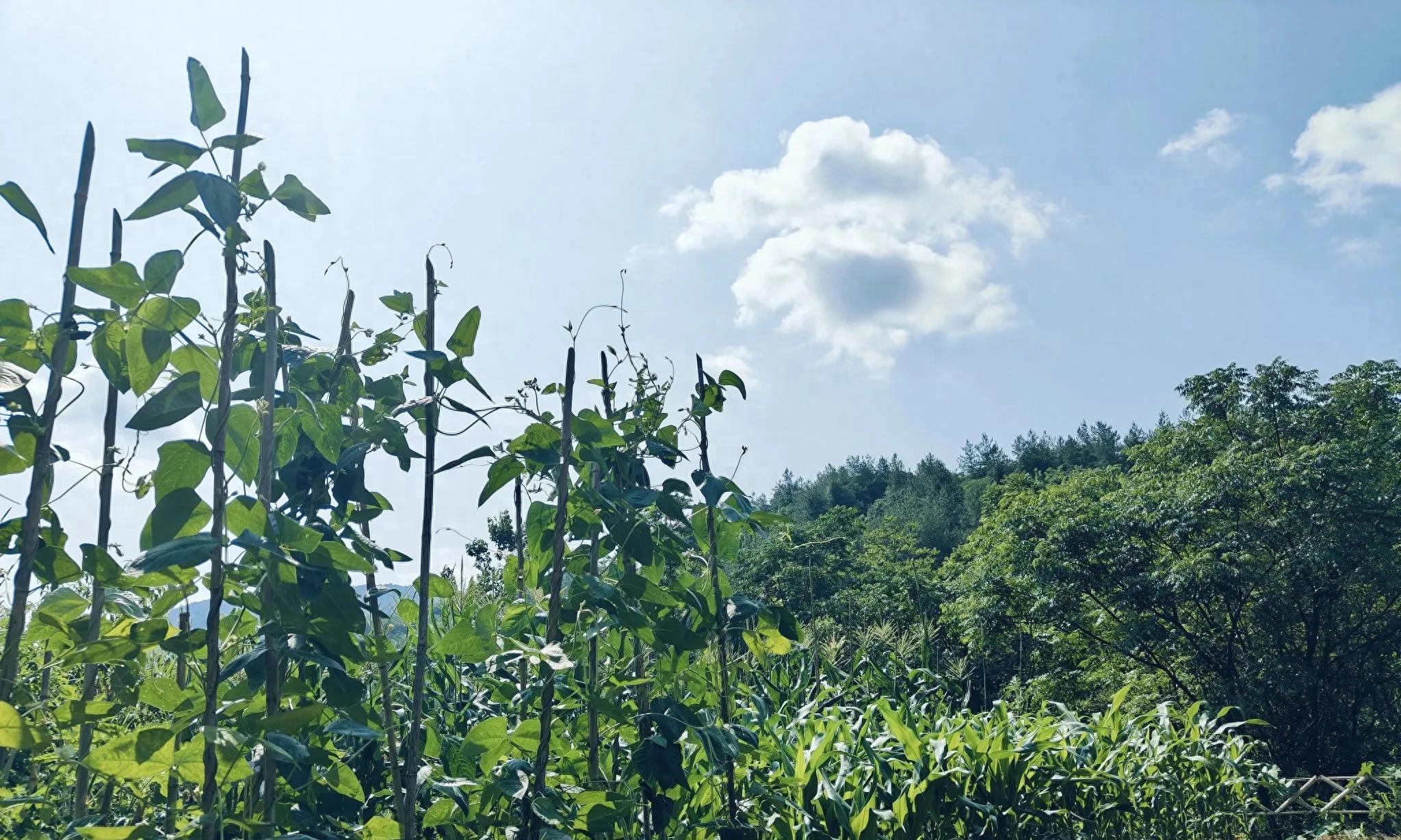 滚蛋吧，自律！一个最反自律的爱好，种菜