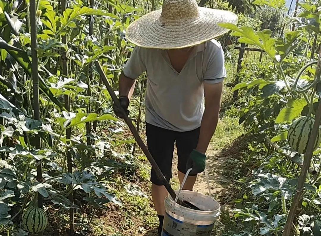 别再乱用人尿浇菜！这3类菜浇了会减产，2个错误用法90%人中招