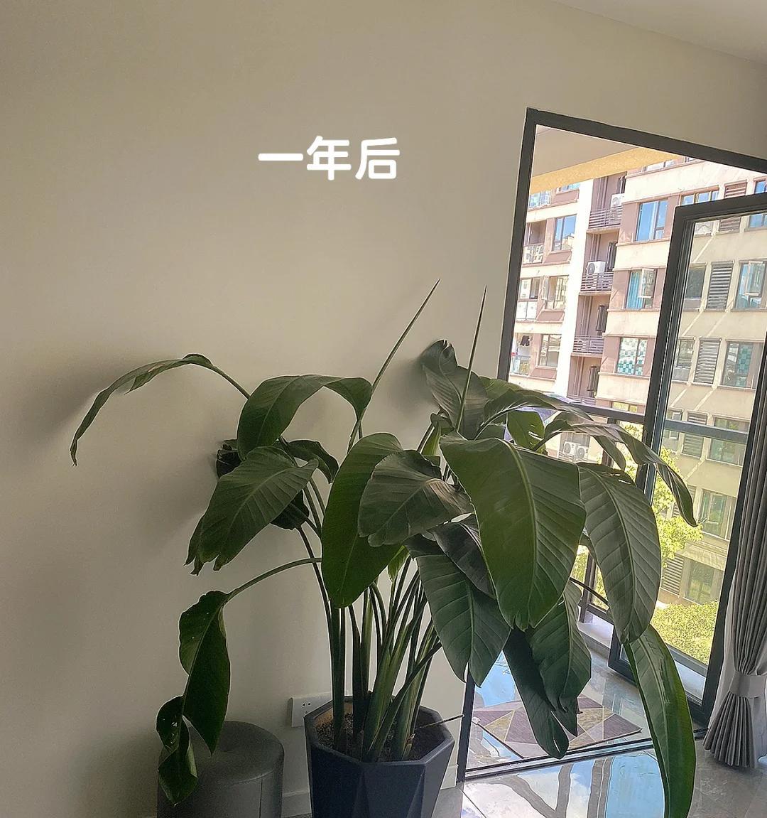 女子晒“精心养的花”，年年岁岁盆相似，岁岁年年花不同：我也是