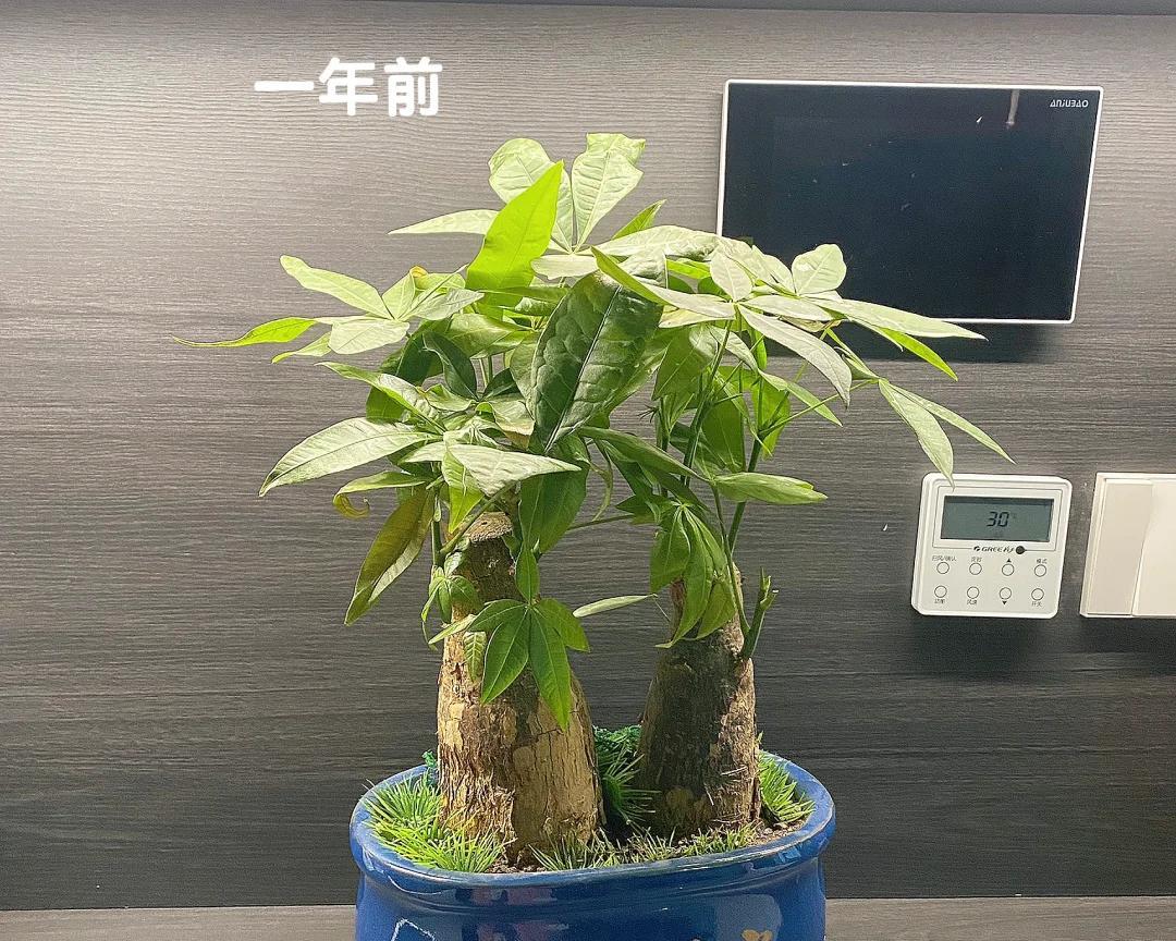 女子晒“精心养的花”，年年岁岁盆相似，岁岁年年花不同：我也是