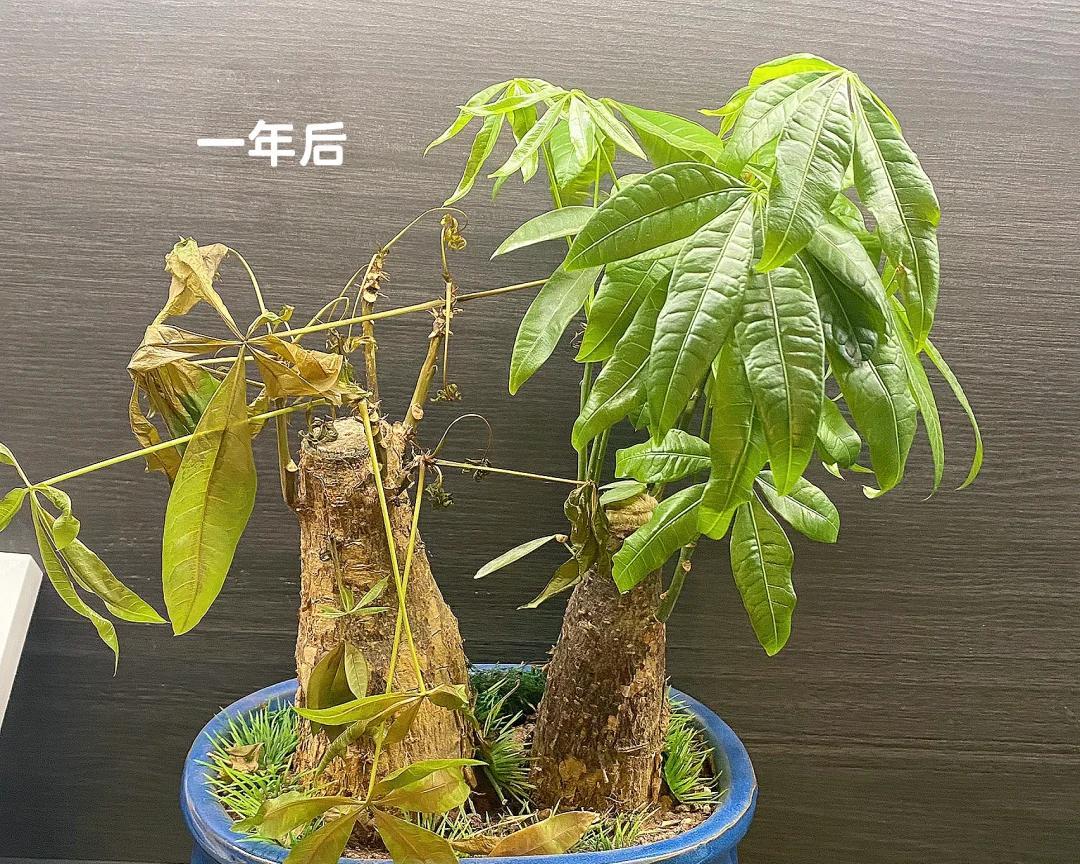 女子晒“精心养的花”，年年岁岁盆相似，岁岁年年花不同：我也是
