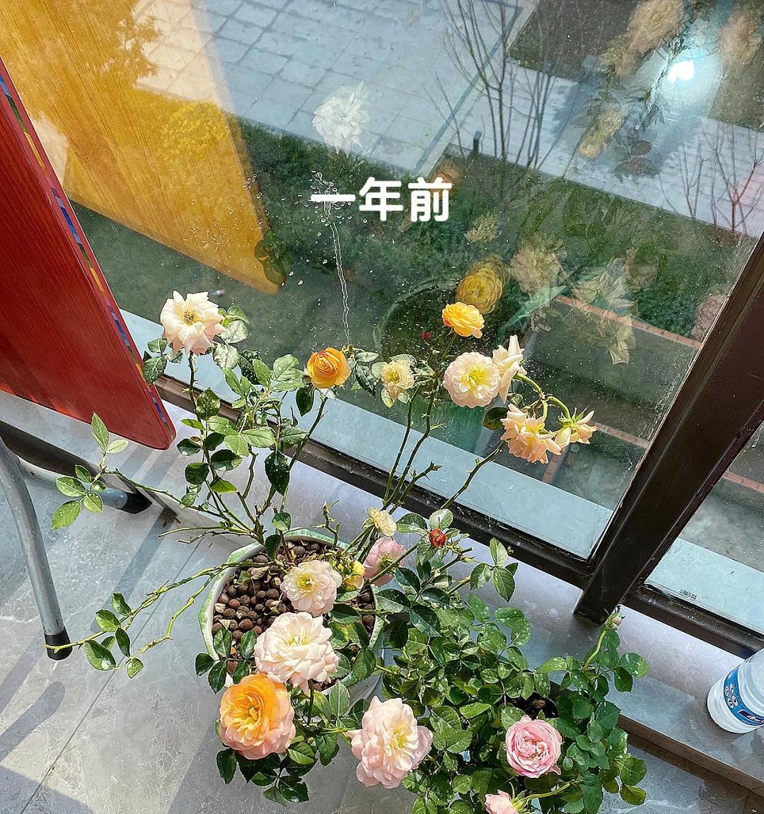 女子晒“精心养的花”，年年岁岁盆相似，岁岁年年花不同：我也是