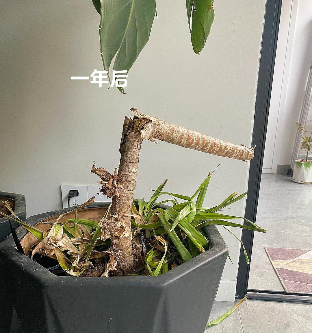 女子晒“精心养的花”，年年岁岁盆相似，岁岁年年花不同：我也是