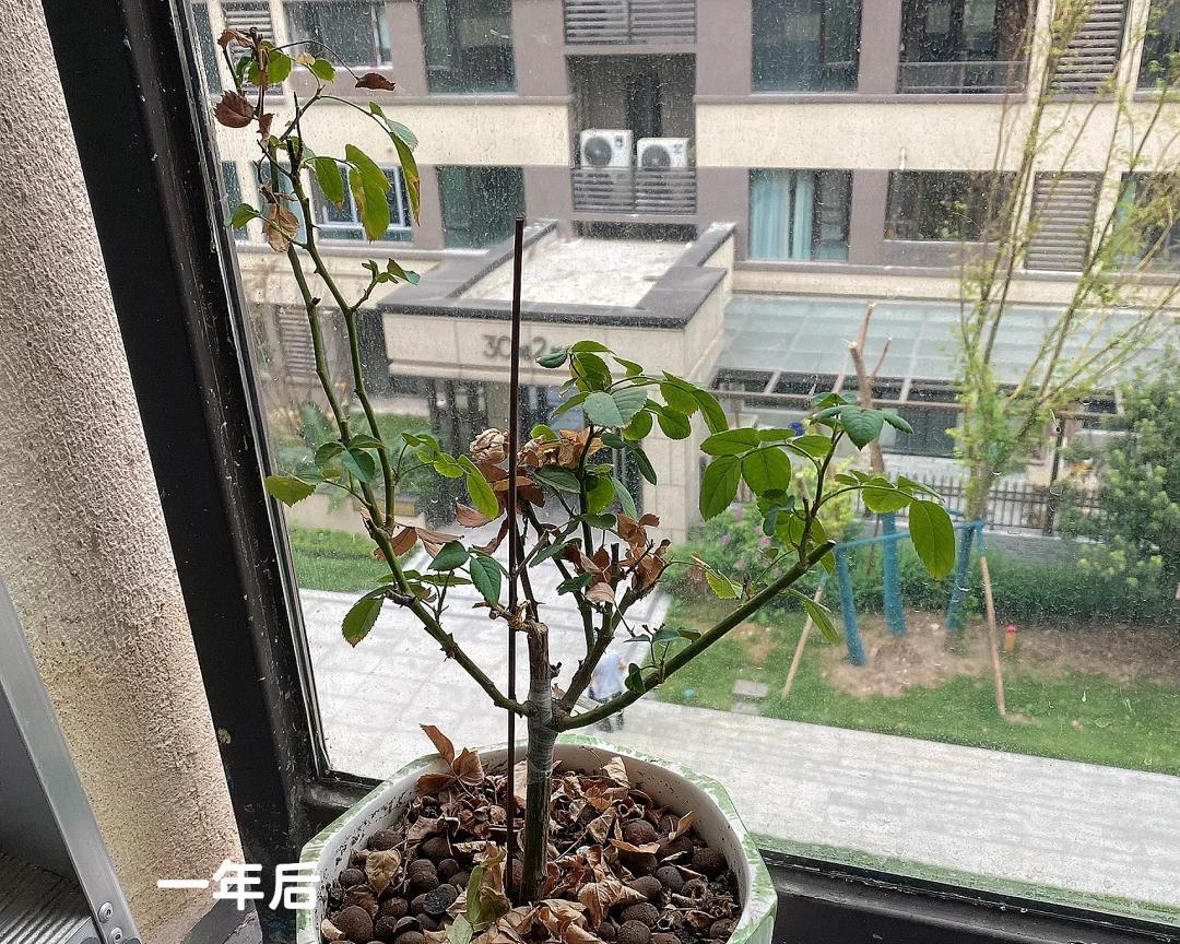 女子晒“精心养的花”，年年岁岁盆相似，岁岁年年花不同：我也是