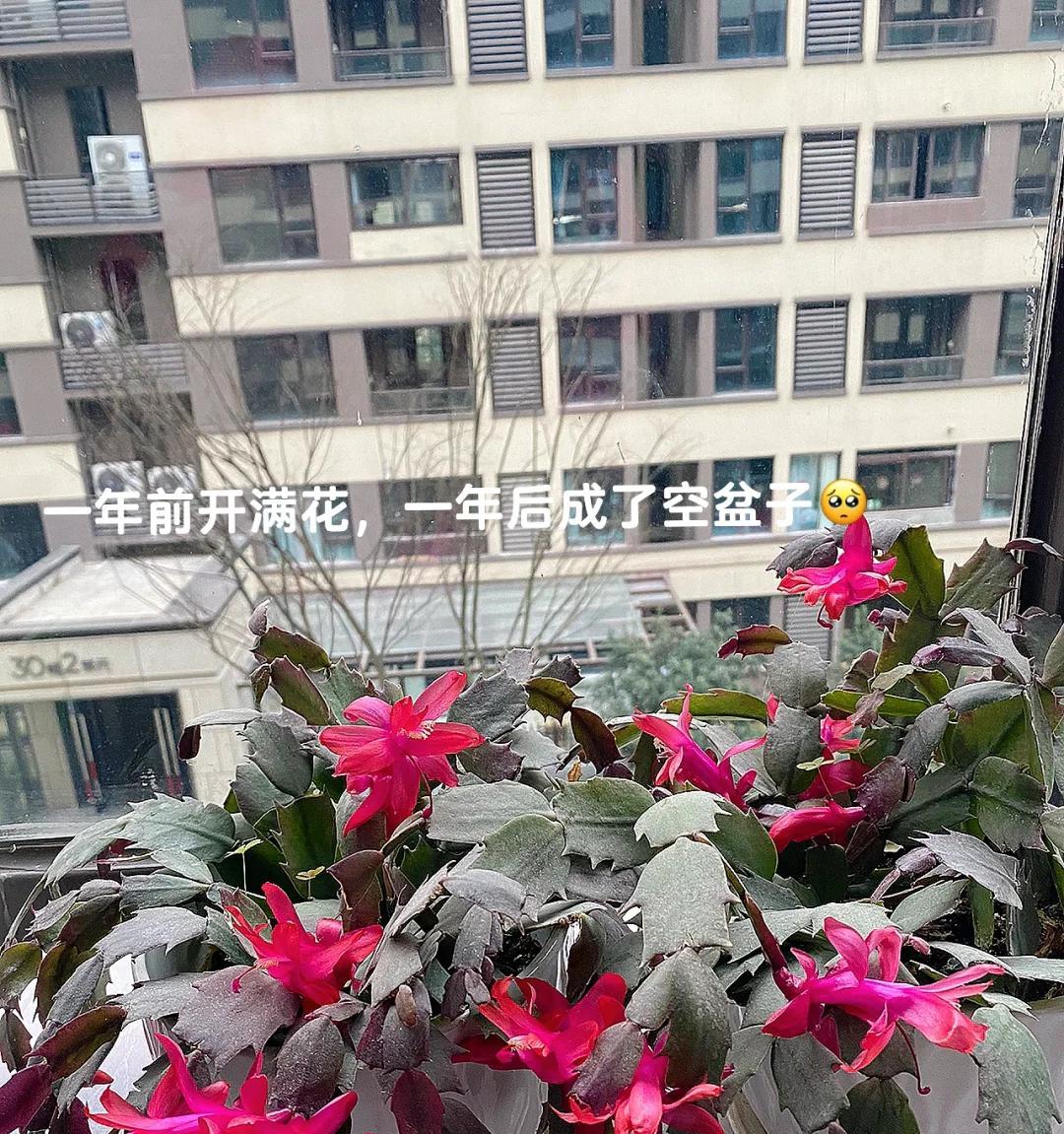 女子晒“精心养的花”，年年岁岁盆相似，岁岁年年花不同：我也是