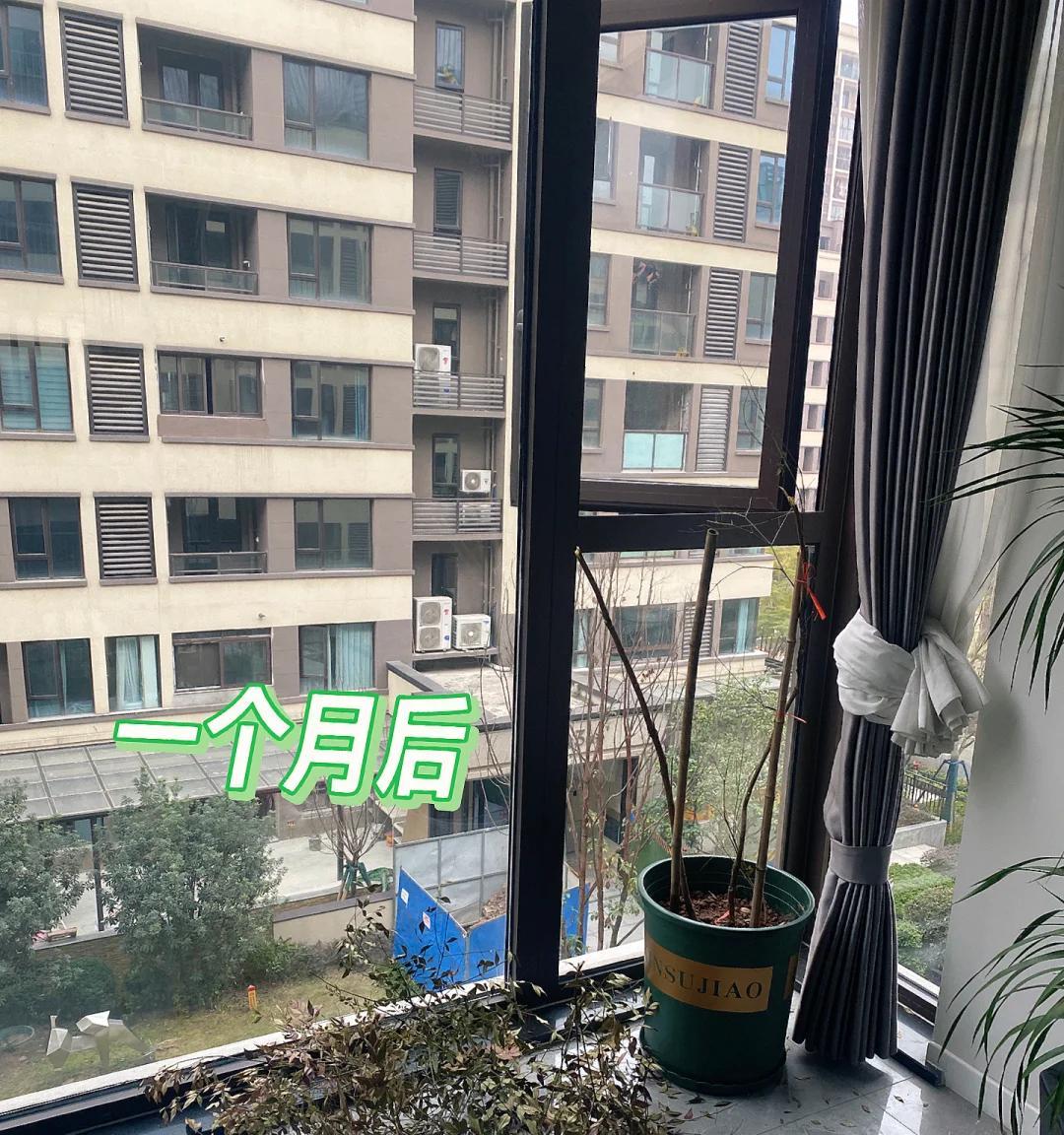 女子晒“精心养的花”，年年岁岁盆相似，岁岁年年花不同：我也是