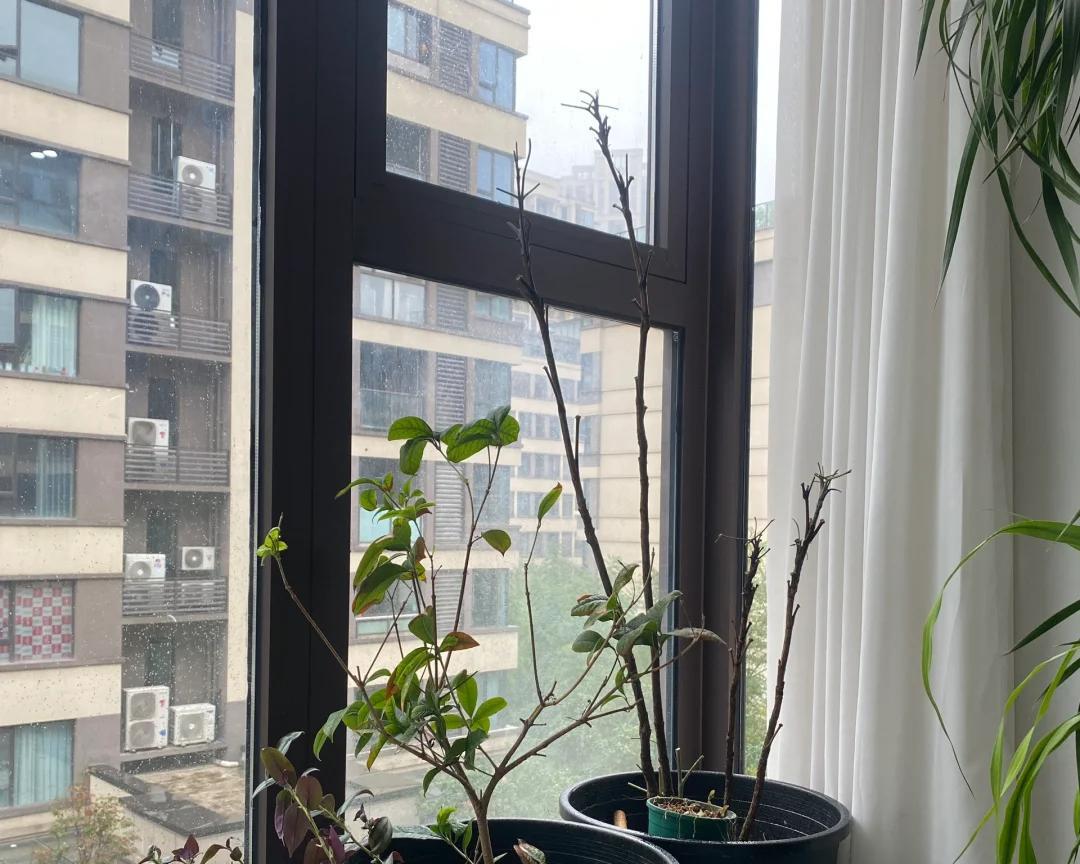 女子晒“精心养的花”，年年岁岁盆相似，岁岁年年花不同：我也是