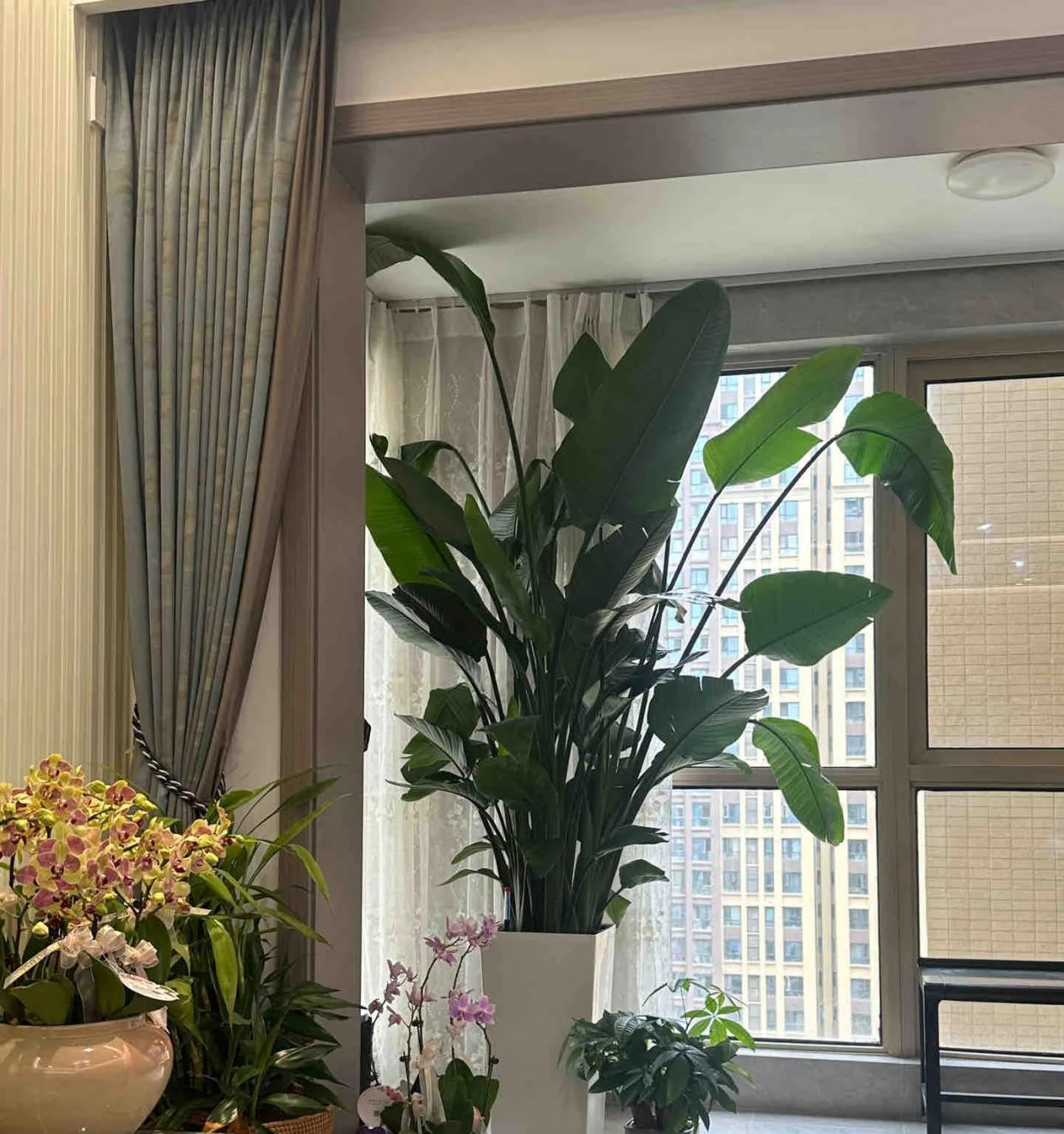 女子晒“精心养的花”，年年岁岁盆相似，岁岁年年花不同：我也是