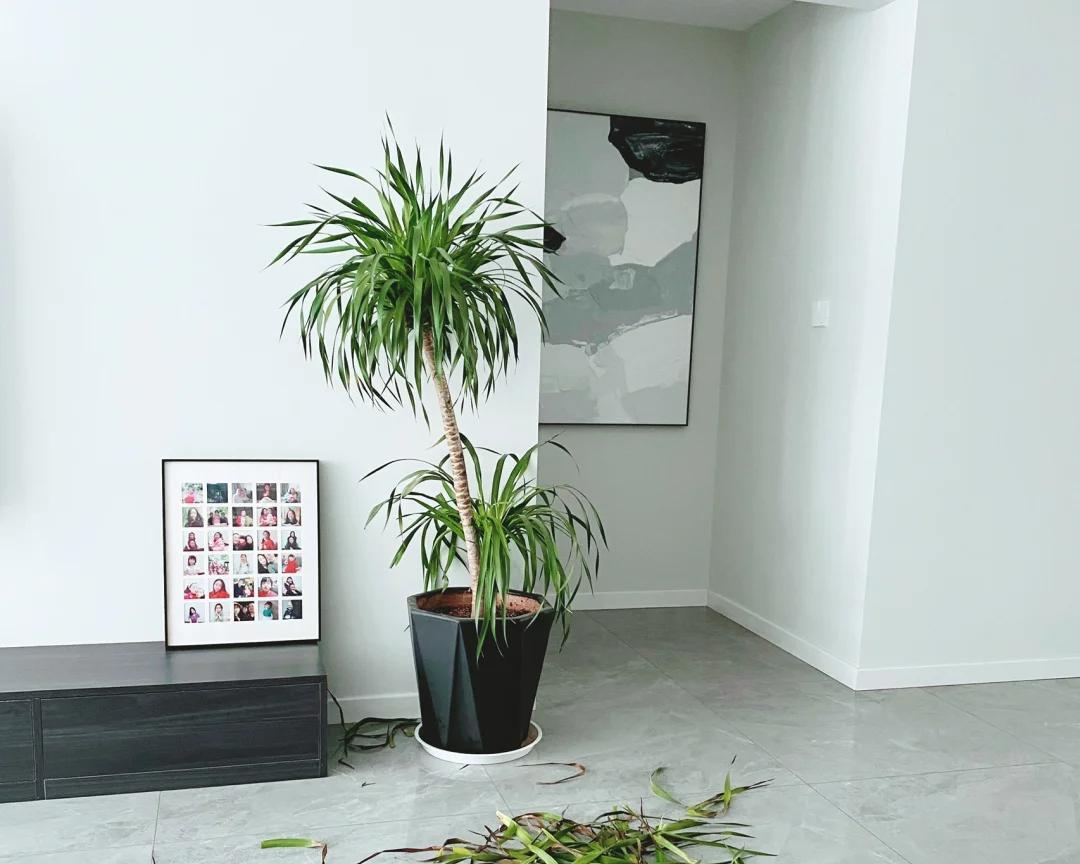 女子晒“精心养的花”，年年岁岁盆相似，岁岁年年花不同：我也是