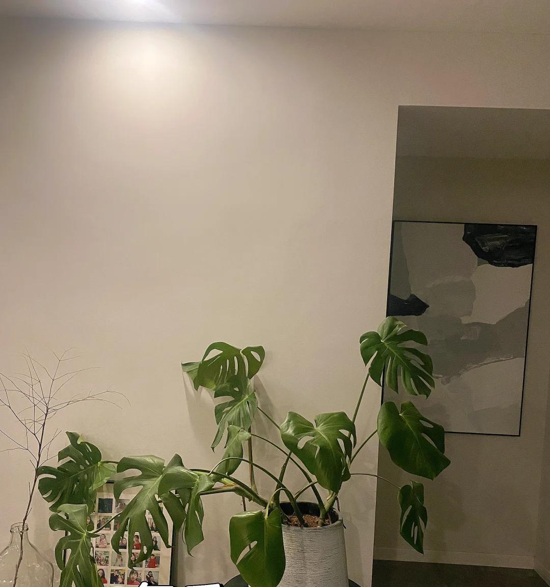 女子晒“精心养的花”，年年岁岁盆相似，岁岁年年花不同：我也是