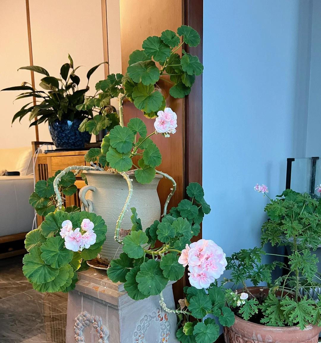 女子晒“精心养的花”，年年岁岁盆相似，岁岁年年花不同：我也是