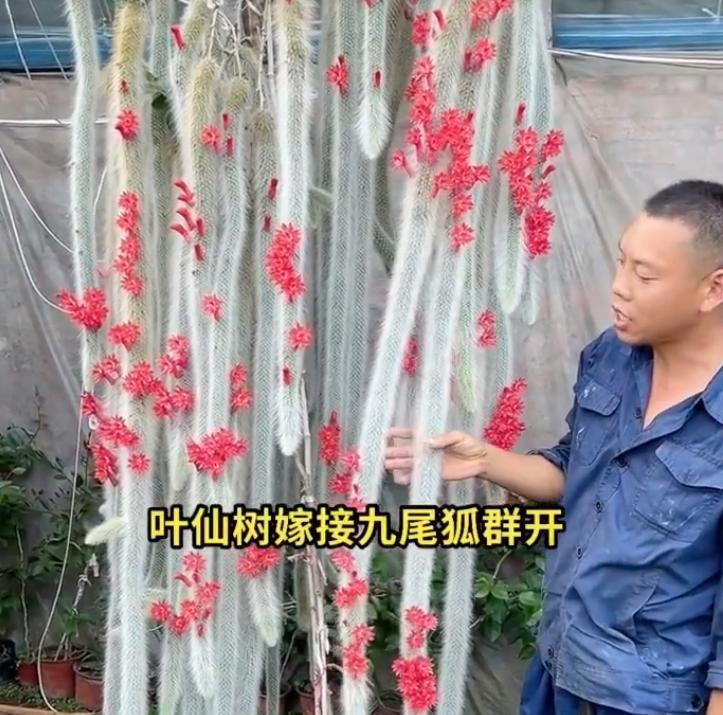 男子养7年的九尾狐开花了，美的不一般，网友：牛人养妖花，服了