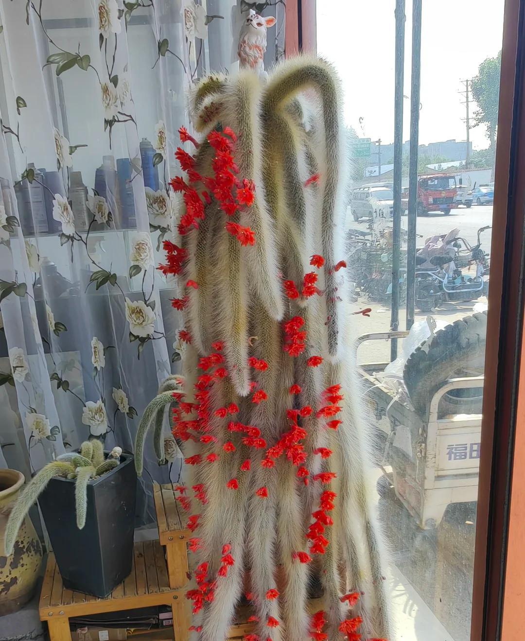 男子养7年的九尾狐开花了，美的不一般，网友：牛人养妖花，服了