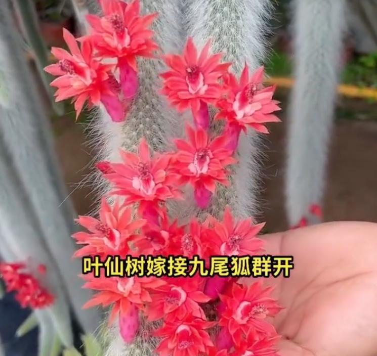 男子养7年的九尾狐开花了，美的不一般，网友：牛人养妖花，服了