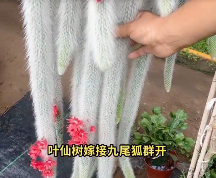 男子养7年的九尾狐开花了，美的不一般，网友：牛人养妖花，服了