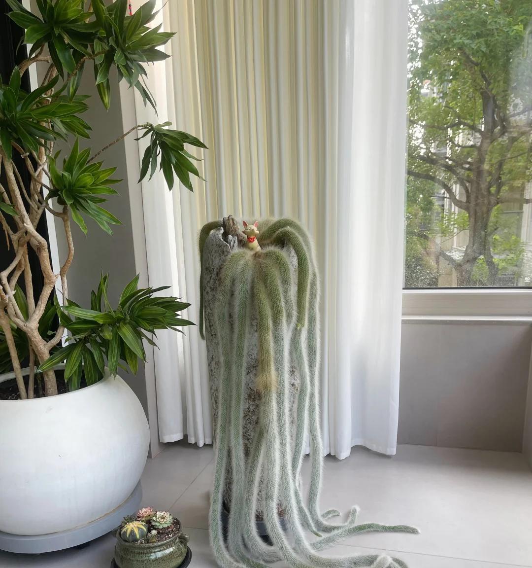 男子养7年的九尾狐开花了，美的不一般，网友：牛人养妖花，服了