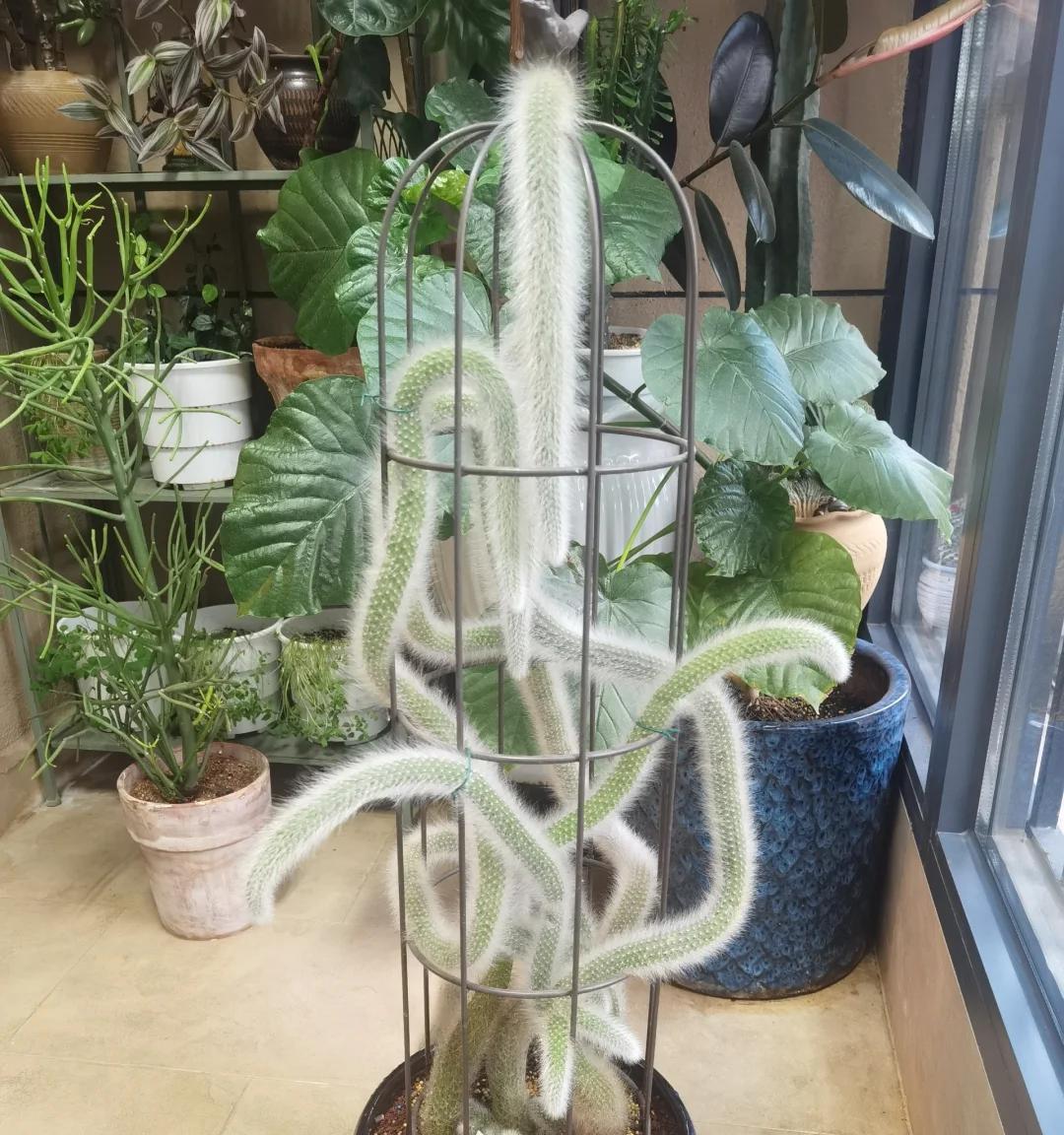 男子养7年的九尾狐开花了，美的不一般，网友：牛人养妖花，服了