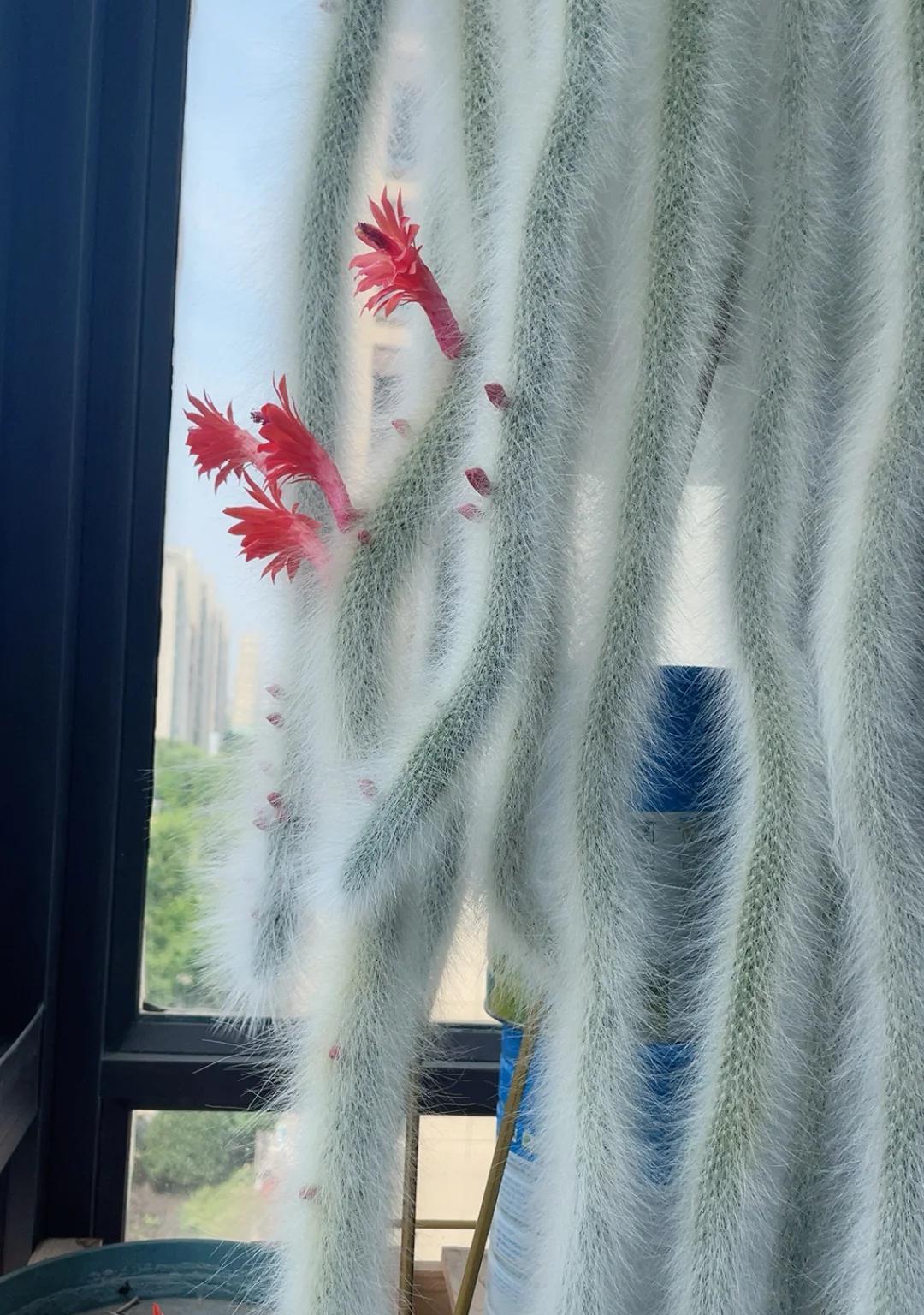 男子养7年的九尾狐开花了，美的不一般，网友：牛人养妖花，服了