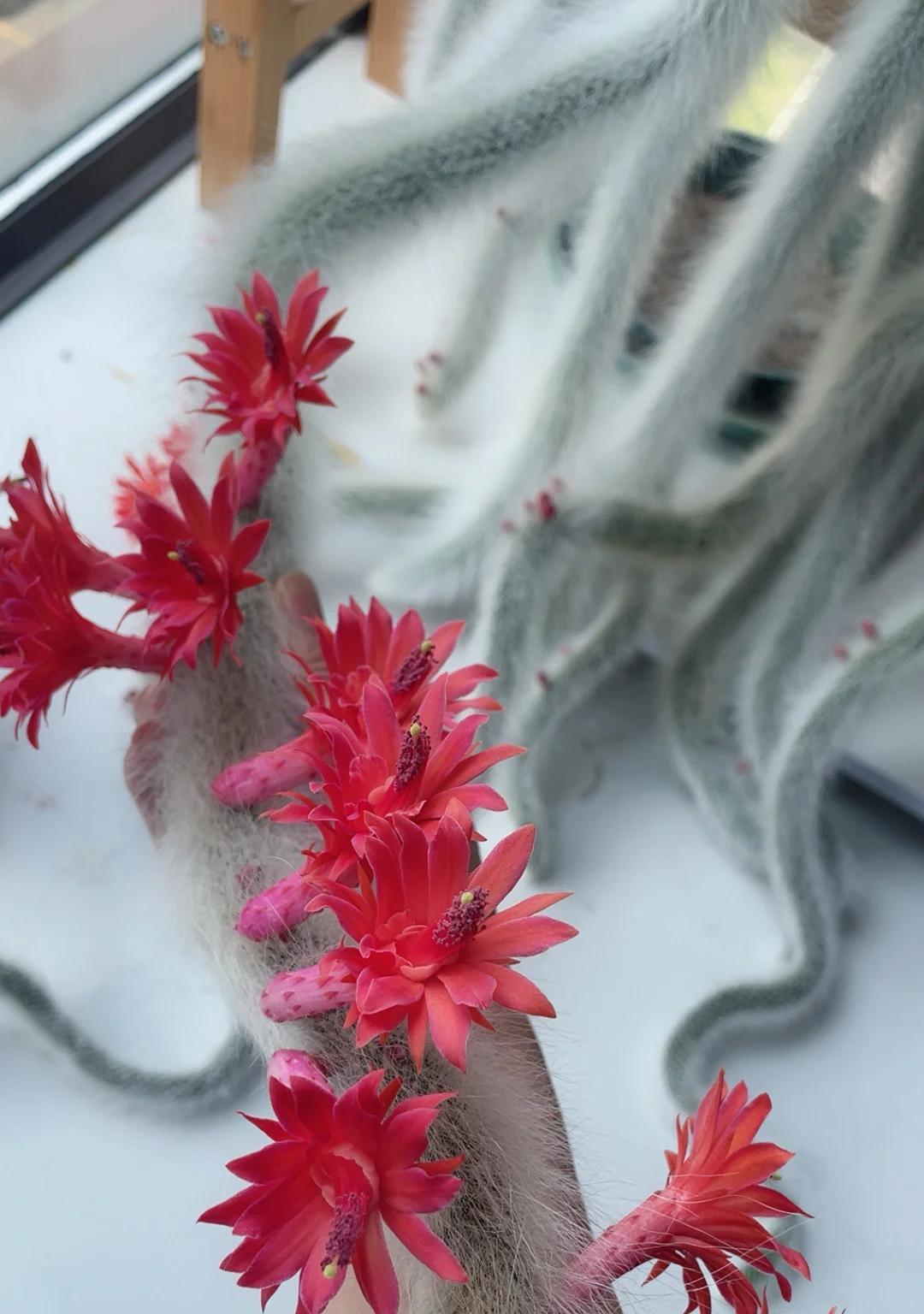男子养7年的九尾狐开花了，美的不一般，网友：牛人养妖花，服了
