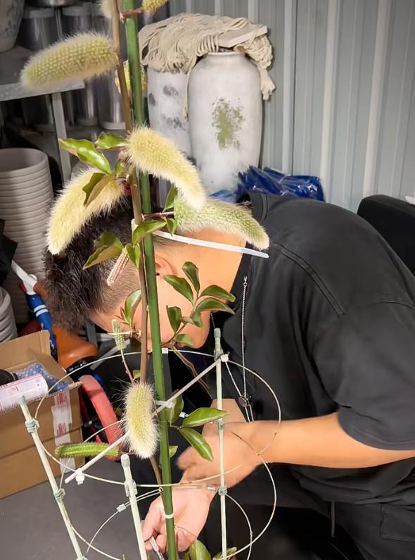 男子养7年的九尾狐开花了，美的不一般，网友：牛人养妖花，服了