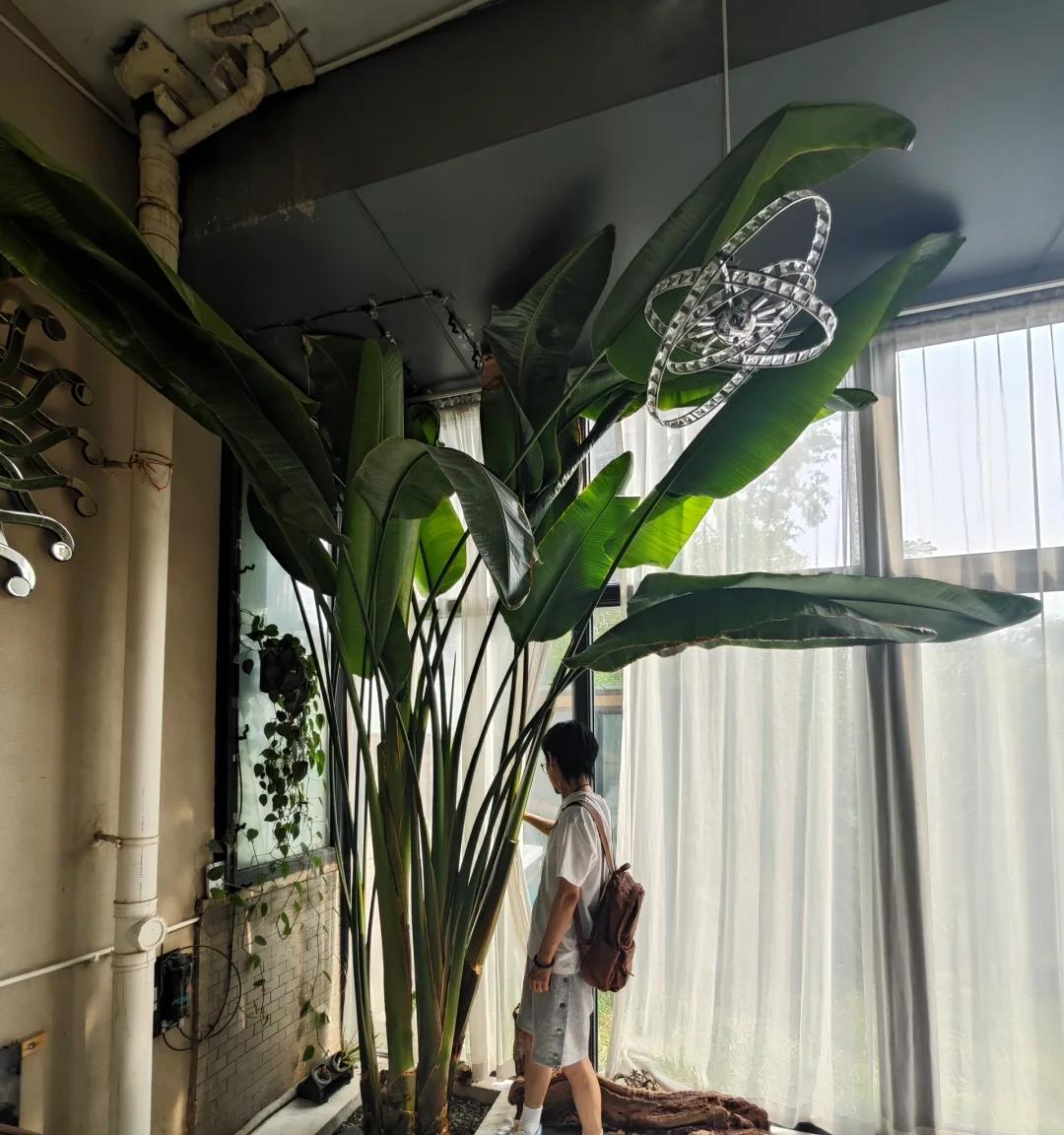 男子的天堂鸟长成一棵树，换盆费大劲了，网友：好牛，喂了啥饲料