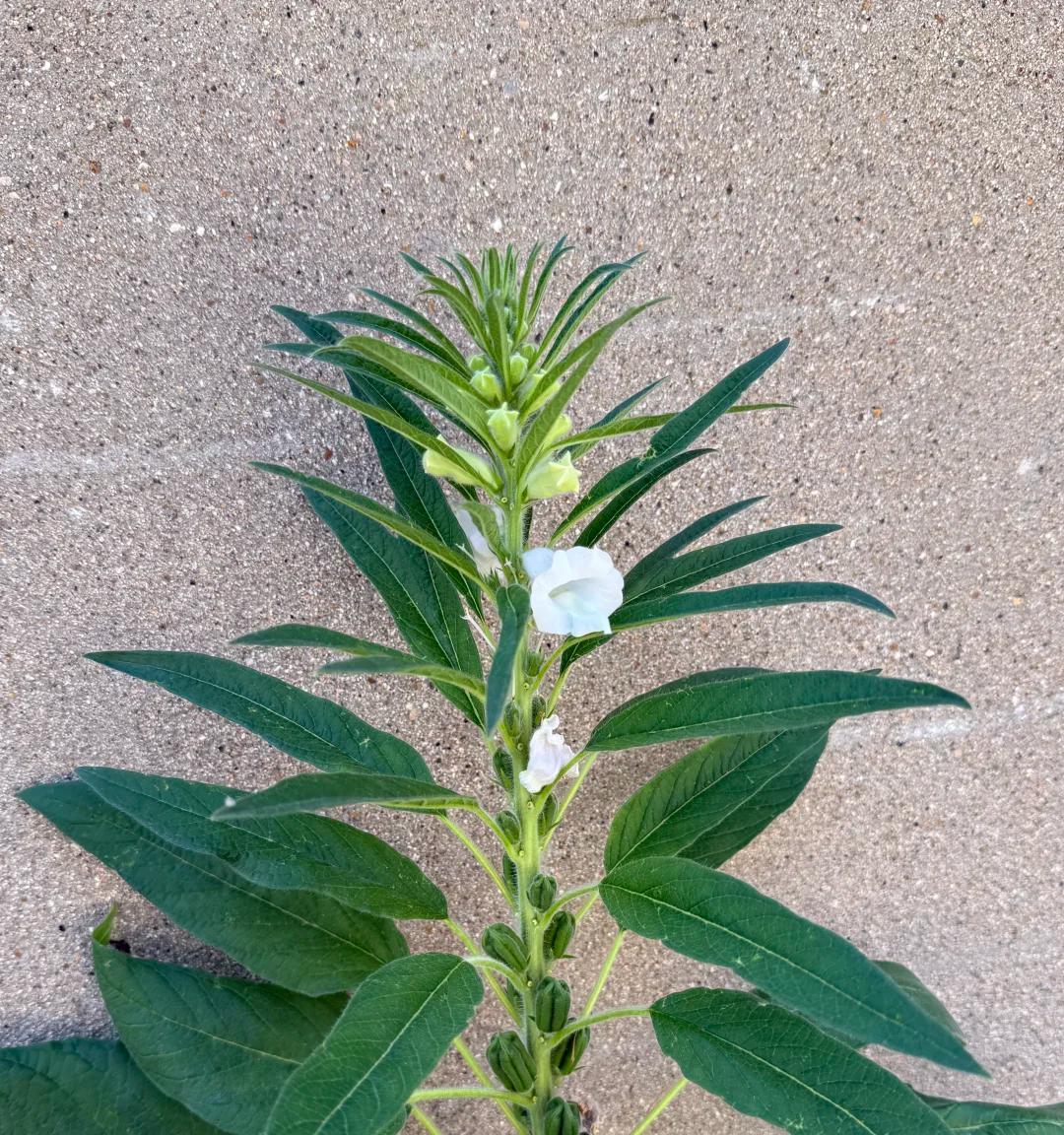 江苏一小伙离家6个月，墙角长出大芝麻，网友：牛，好好看好羡慕