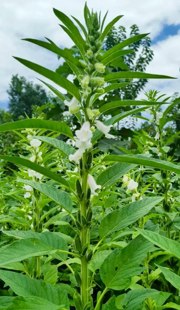 江苏一小伙离家6个月，墙角长出大芝麻，网友：牛，好好看好羡慕