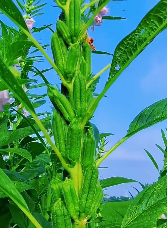 江苏一小伙离家6个月，墙角长出大芝麻，网友：牛，好好看好羡慕