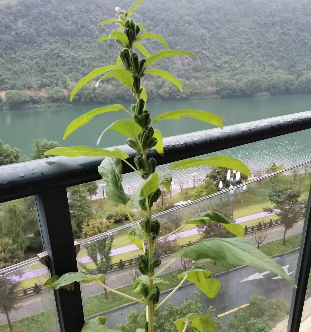 江苏一小伙离家6个月，墙角长出大芝麻，网友：牛，好好看好羡慕