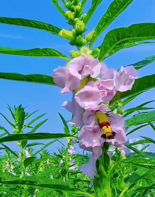 江苏一小伙离家6个月，墙角长出大芝麻，网友：牛，好好看好羡慕