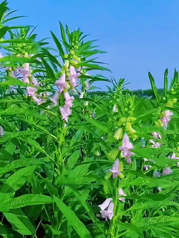江苏一小伙离家6个月，墙角长出大芝麻，网友：牛，好好看好羡慕