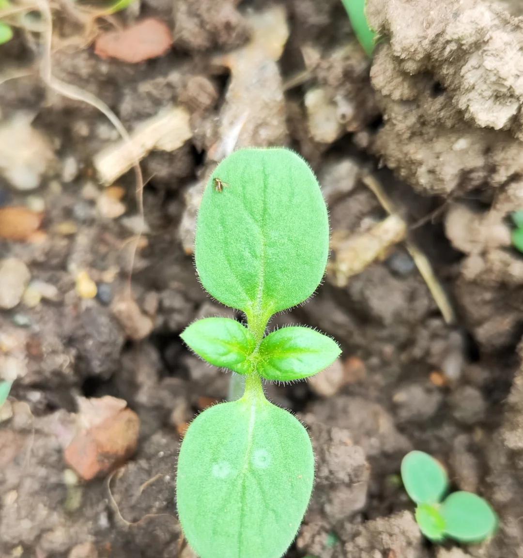 江苏一小伙离家6个月，墙角长出大芝麻，网友：牛，好好看好羡慕