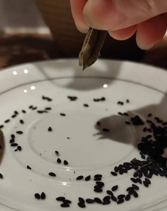 江苏一小伙离家6个月，墙角长出大芝麻，网友：牛，好好看好羡慕