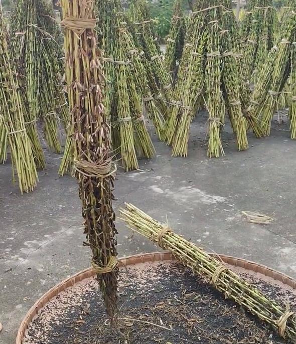 江苏一小伙离家6个月，墙角长出大芝麻，网友：牛，好好看好羡慕
