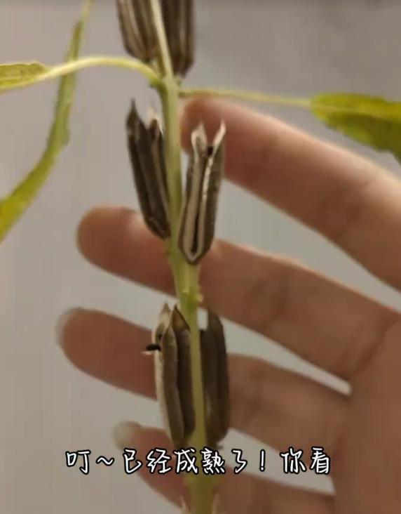 江苏一小伙离家6个月，墙角长出大芝麻，网友：牛，好好看好羡慕