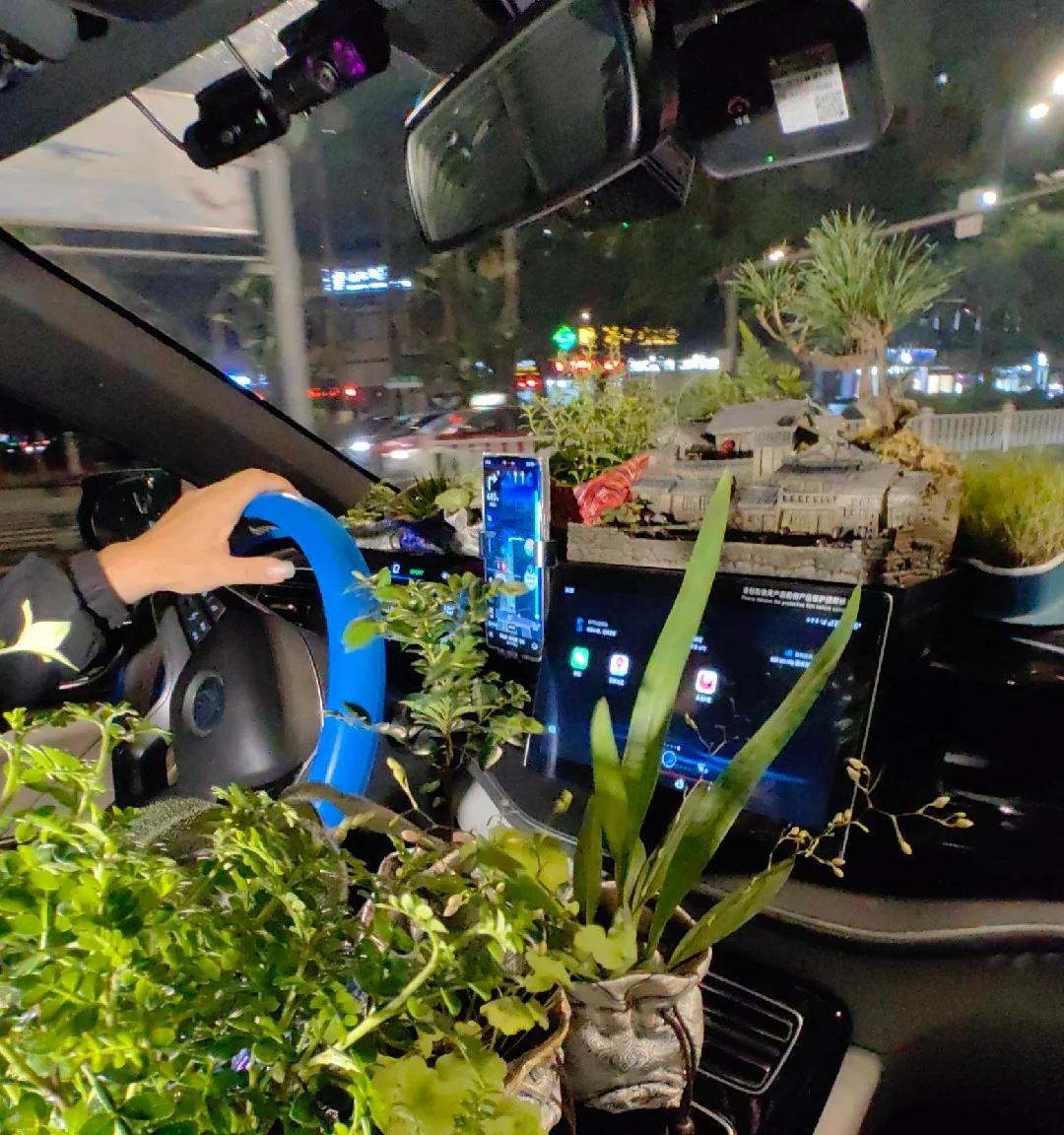 男子爱养花“在网约车上种了80多盆绿植”，网友：真绿色，真危险