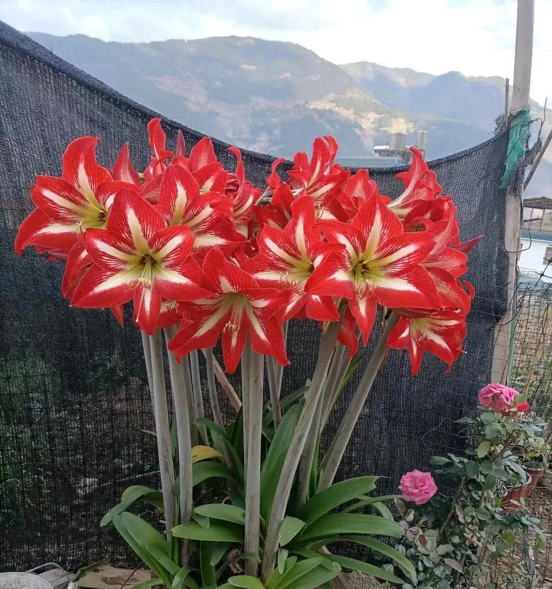 男子晒奶奶阳台上的花，很惊艳，网友：羡慕，做梦才能回的过去！