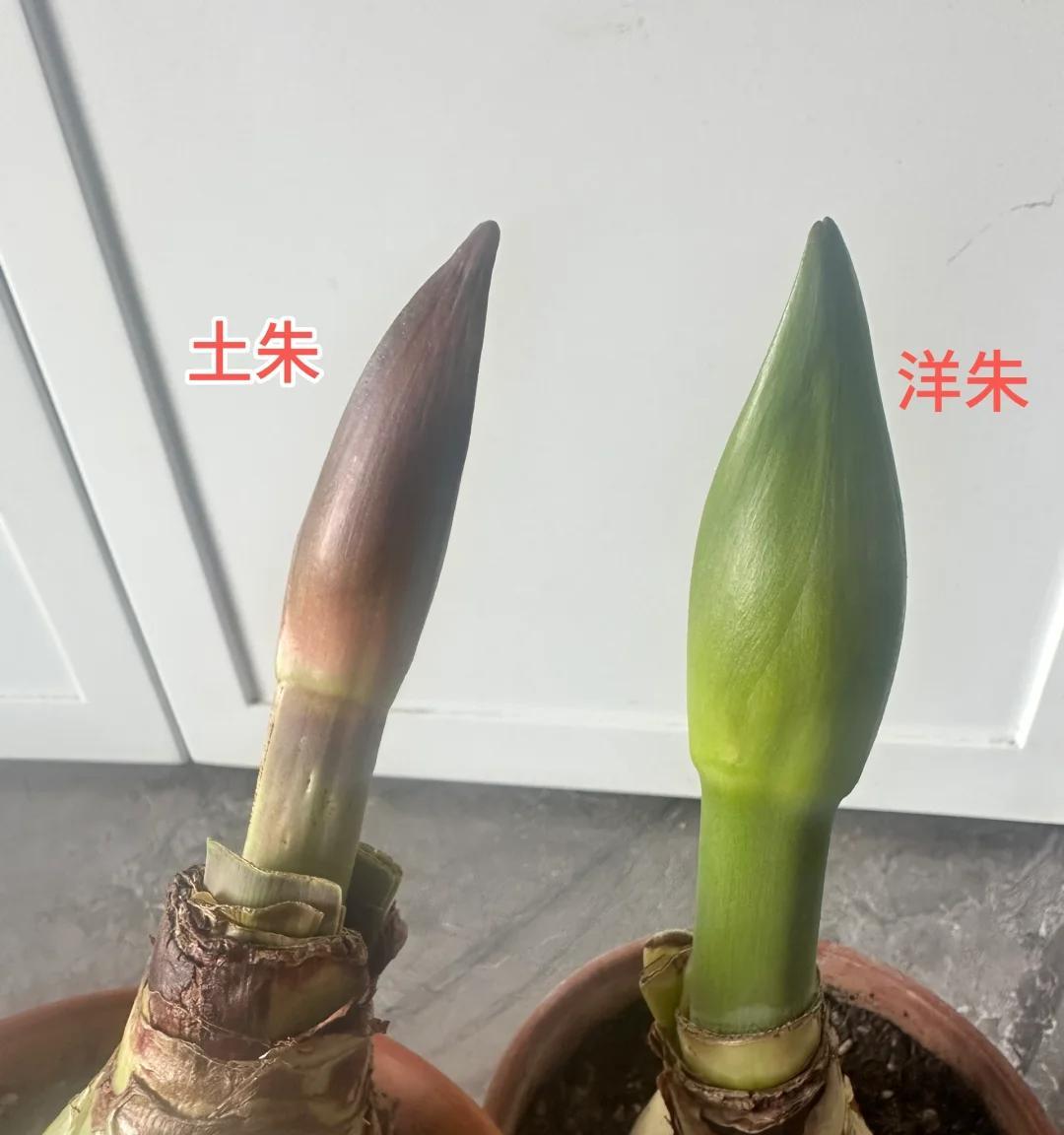 男子晒奶奶阳台上的花，很惊艳，网友：羡慕，做梦才能回的过去！