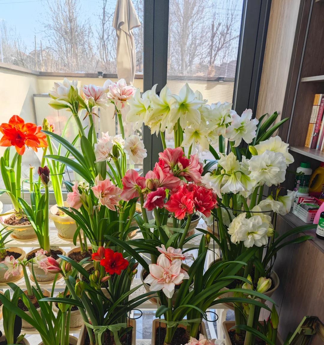 男子晒奶奶阳台上的花，很惊艳，网友：羡慕，做梦才能回的过去！