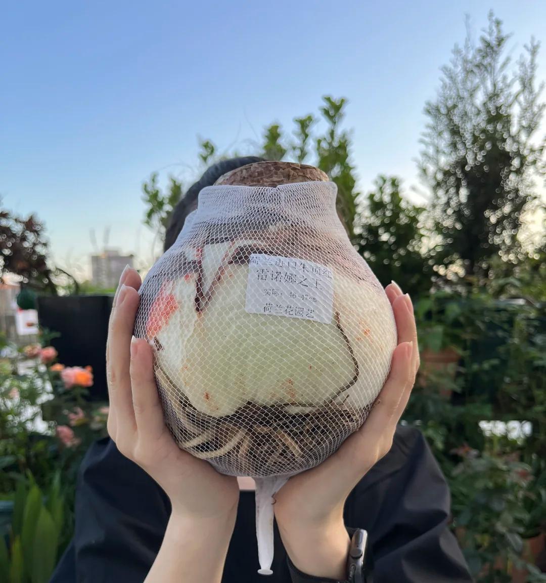 男子晒奶奶阳台上的花，很惊艳，网友：羡慕，做梦才能回的过去！
