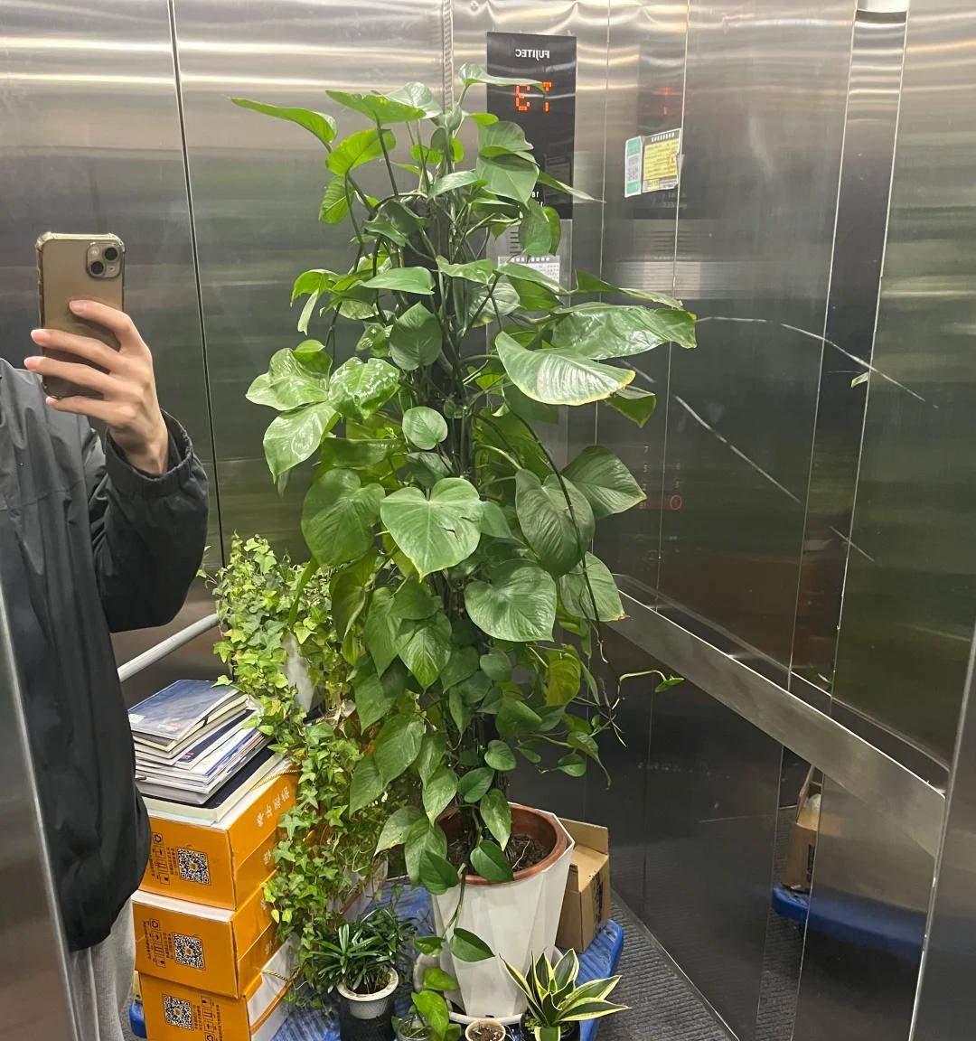 男子被裁员，清理工位上的花，大大小小一拖车：工位当家的代价