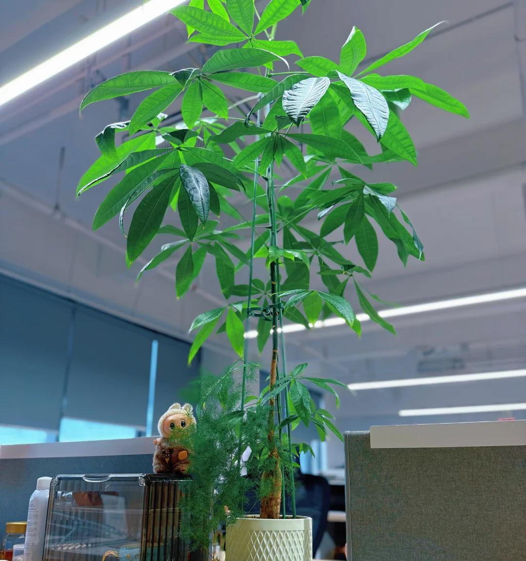 男子被裁员，清理工位上的花，大大小小一拖车：工位当家的代价