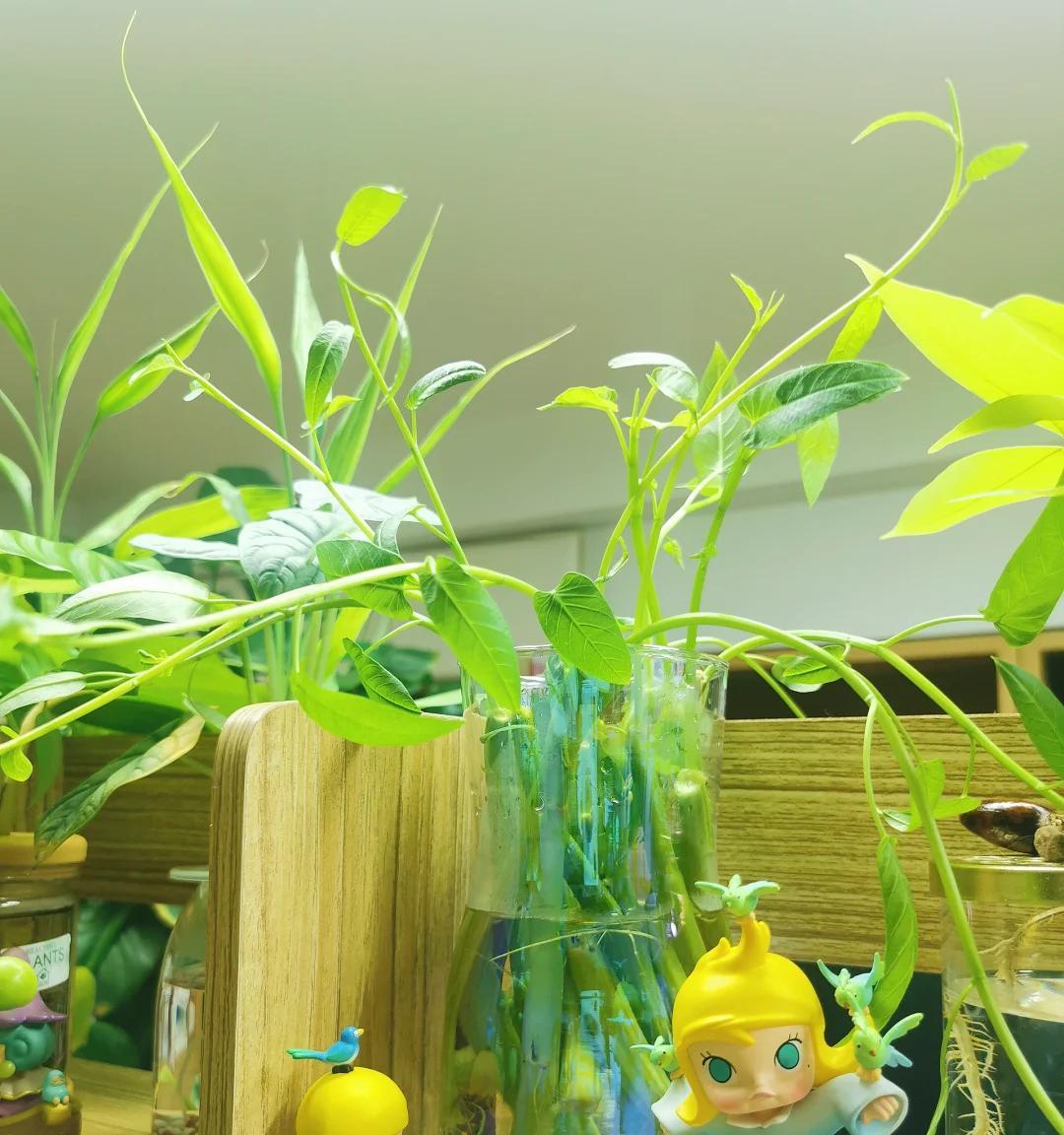 男子被裁员，清理工位上的花，大大小小一拖车：工位当家的代价