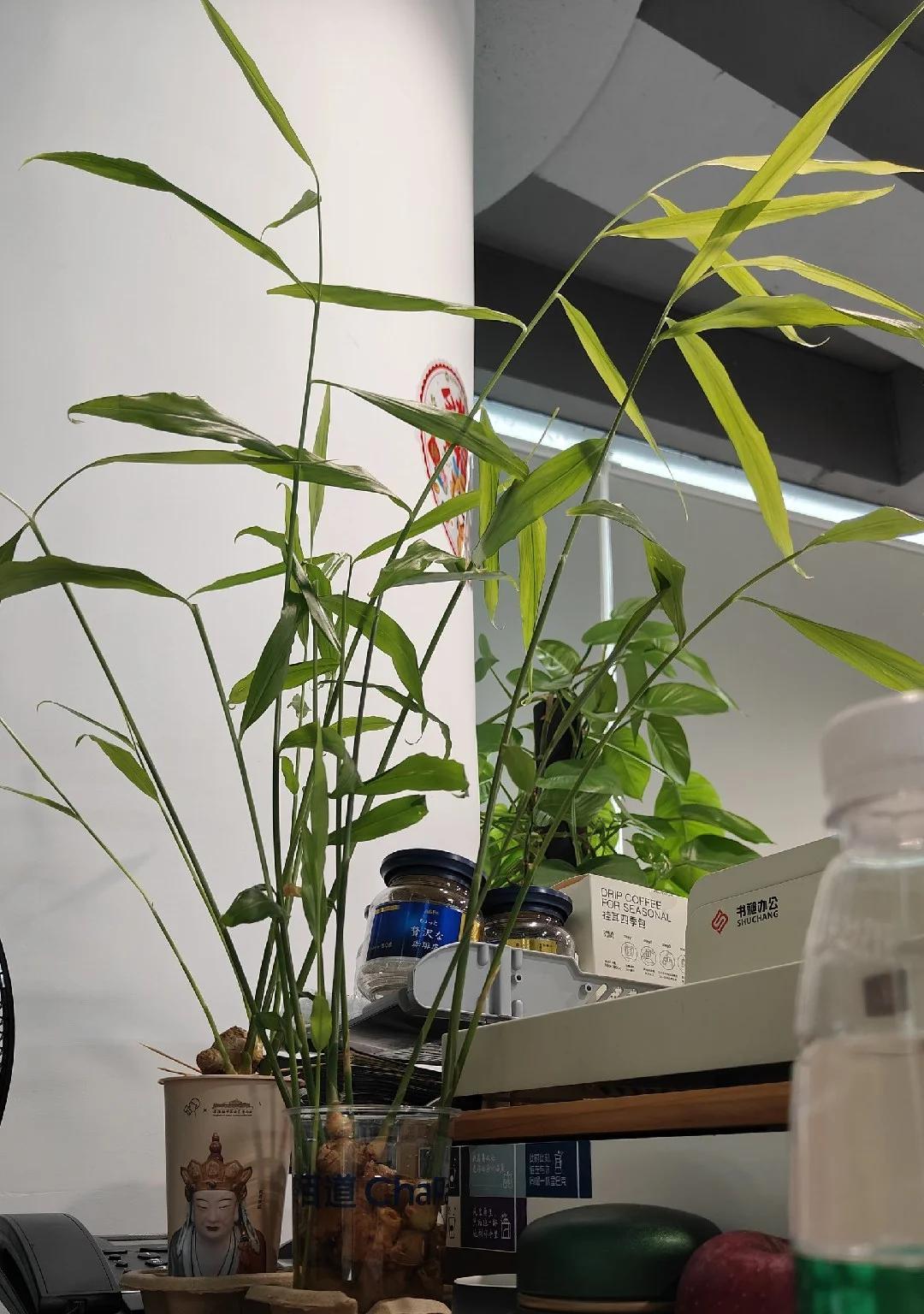 男子被裁员，清理工位上的花，大大小小一拖车：工位当家的代价