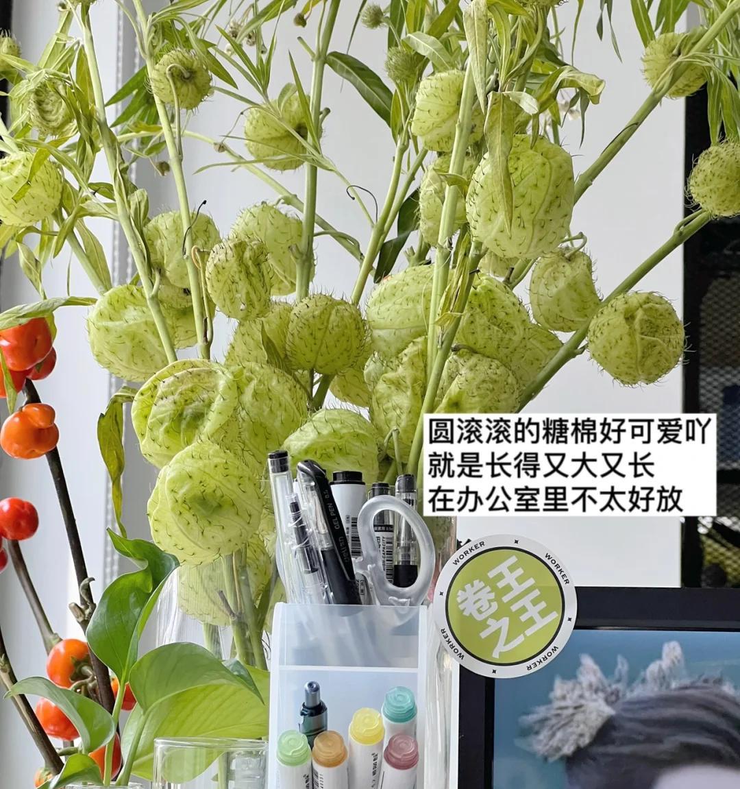 男子被裁员，清理工位上的花，大大小小一拖车：工位当家的代价