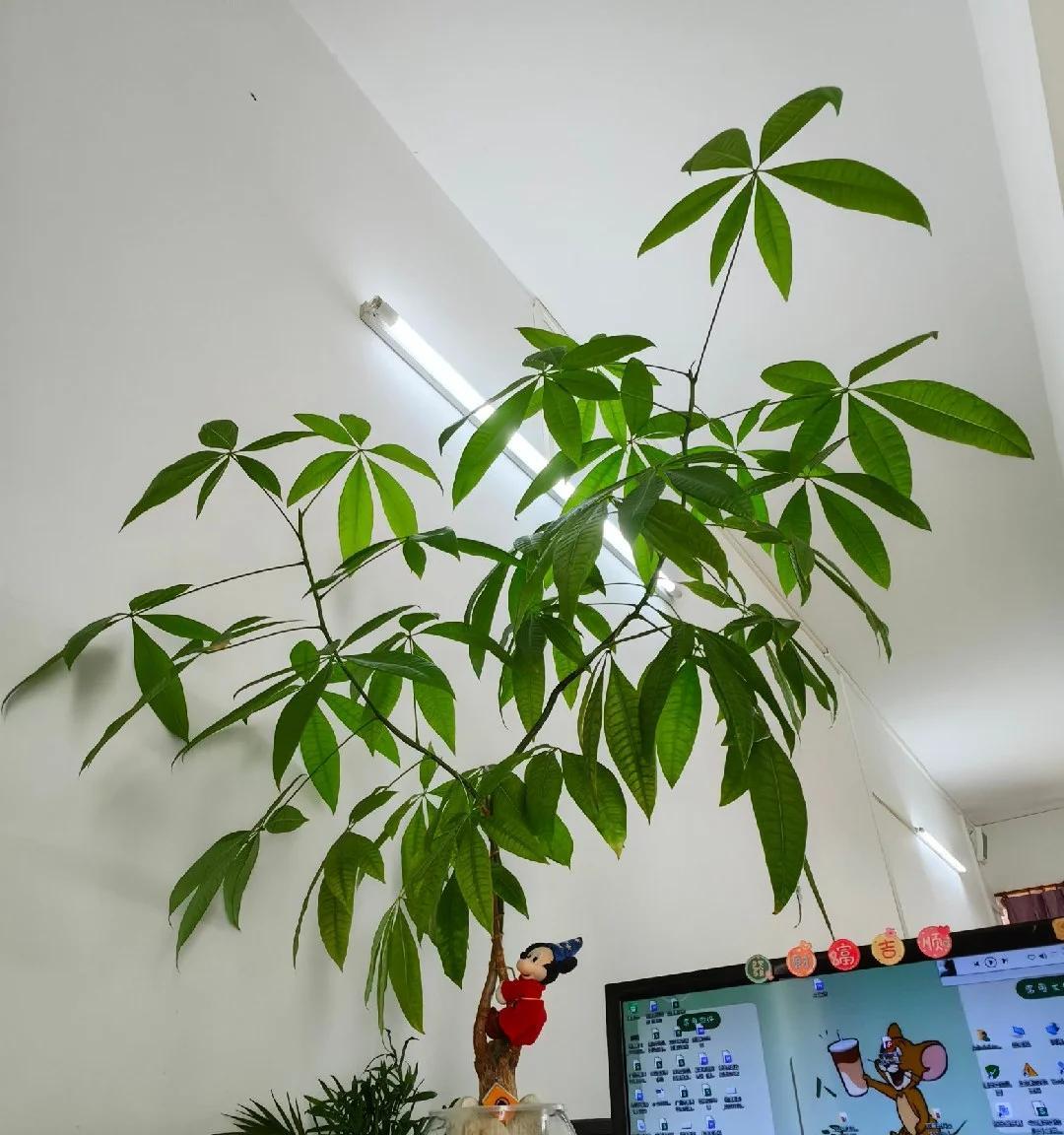男子被裁员，清理工位上的花，大大小小一拖车：工位当家的代价